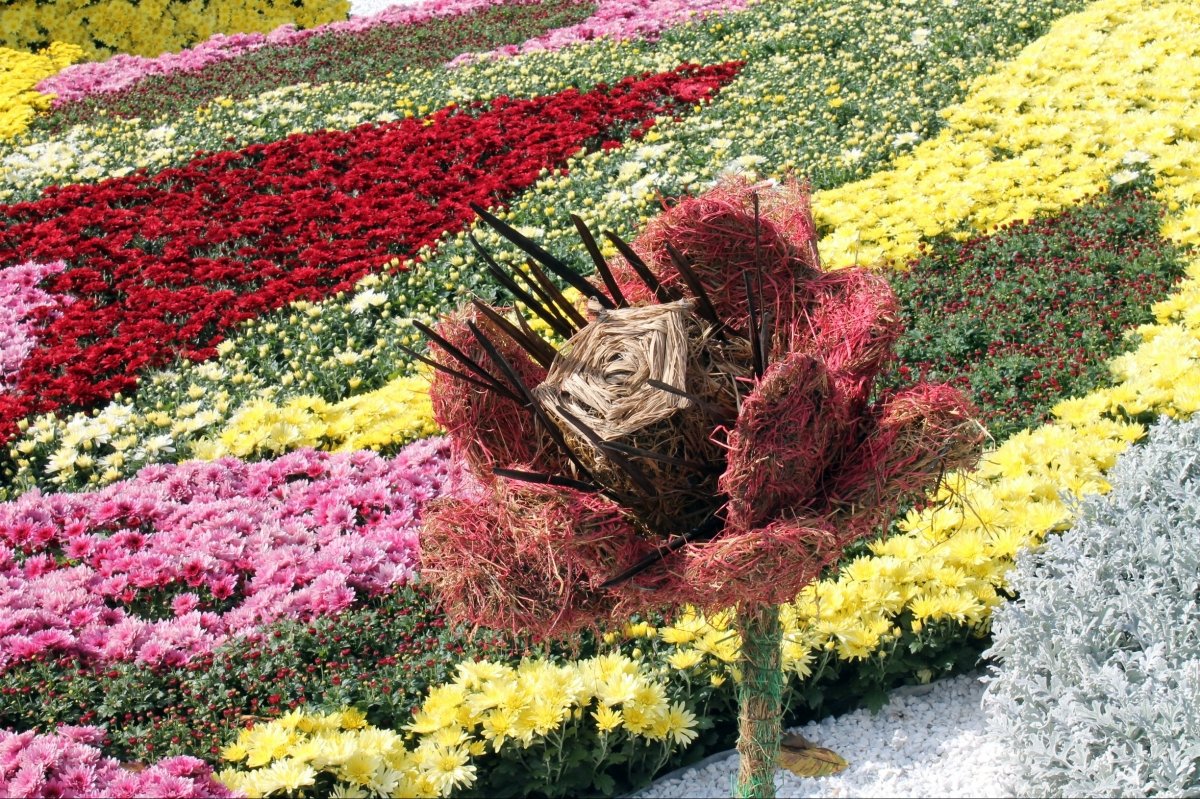 Виставка хризантем на Співочому полі