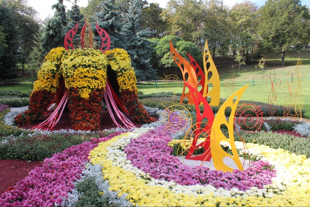 Виставка хризантем на Співочому полі