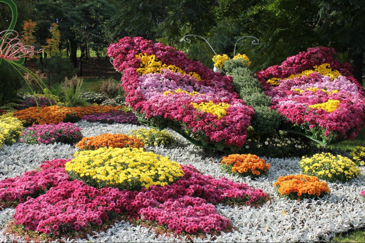 Виставка хризантем на Співочому полі