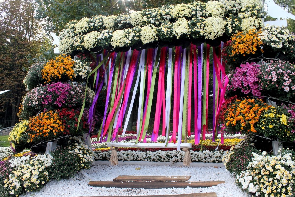 Виставка хризантем на Співочому полі