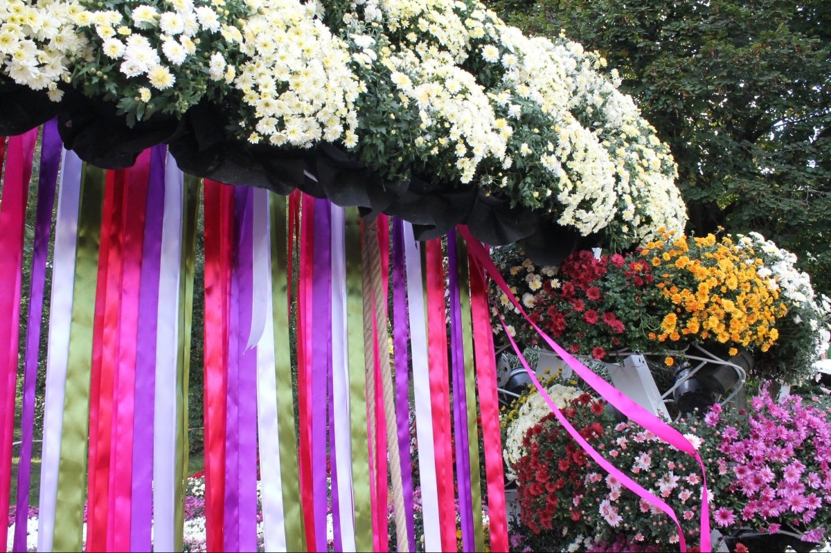 Виставка хризантем на Співочому полі