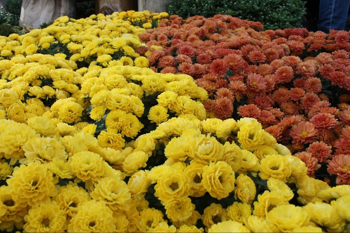 Виставка хризантем на Співочому полі