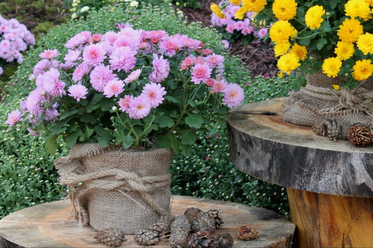 Виставка хризантем на Співочому полі