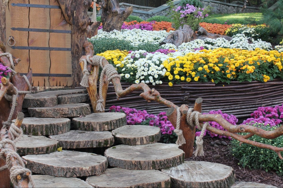 Виставка хризантем на Співочому полі