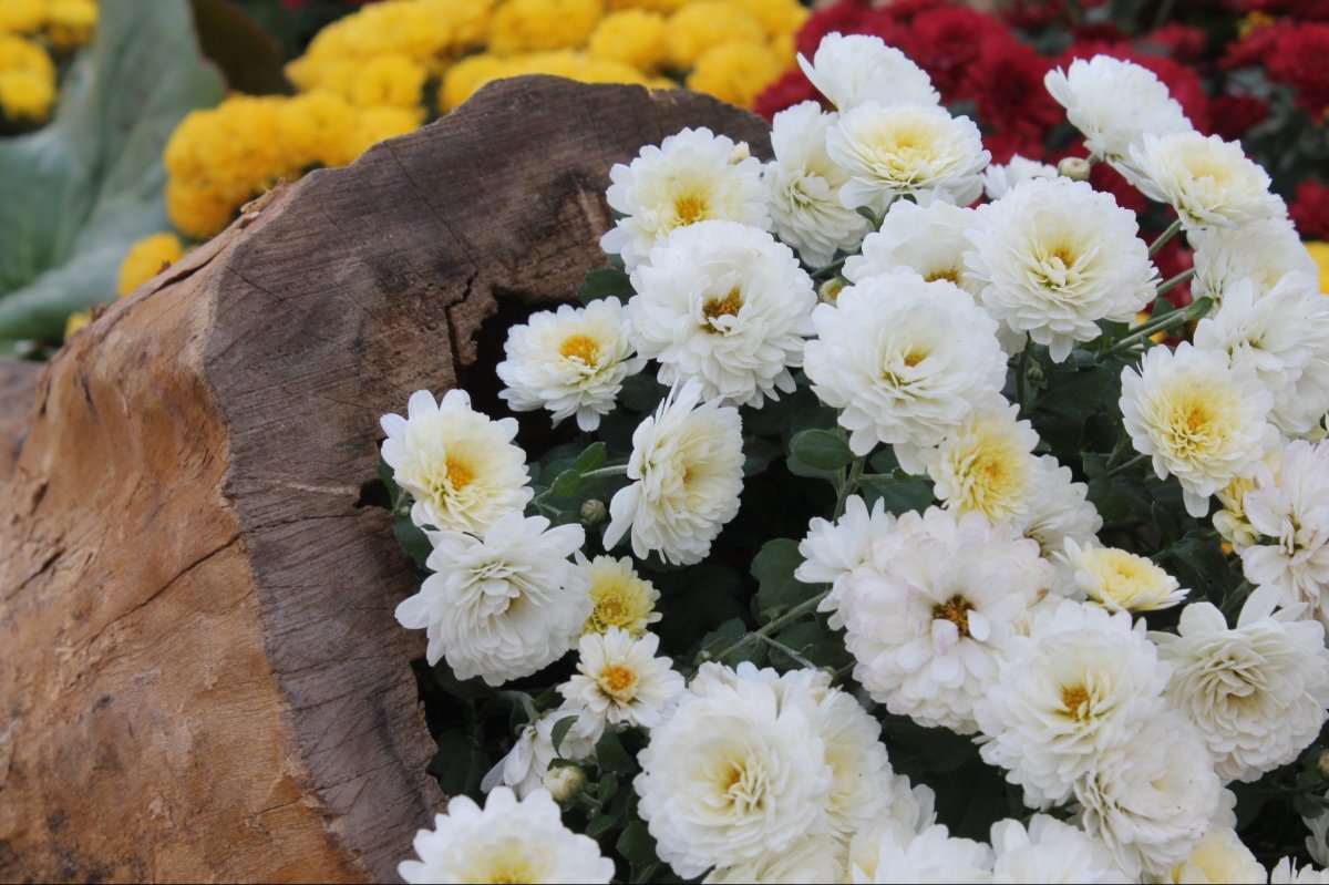 Виставка хризантем на Співочому полі