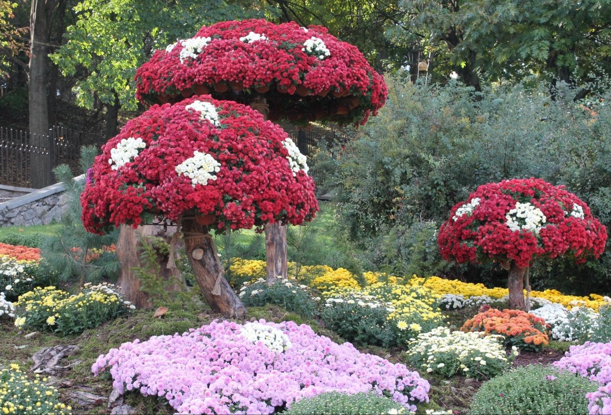 Виставка хризантем на Співочому полі