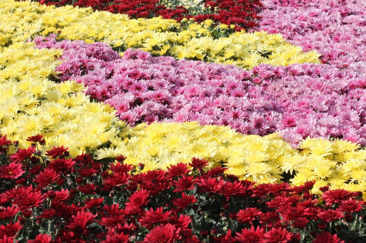 Виставка хризантем на Співочому полі