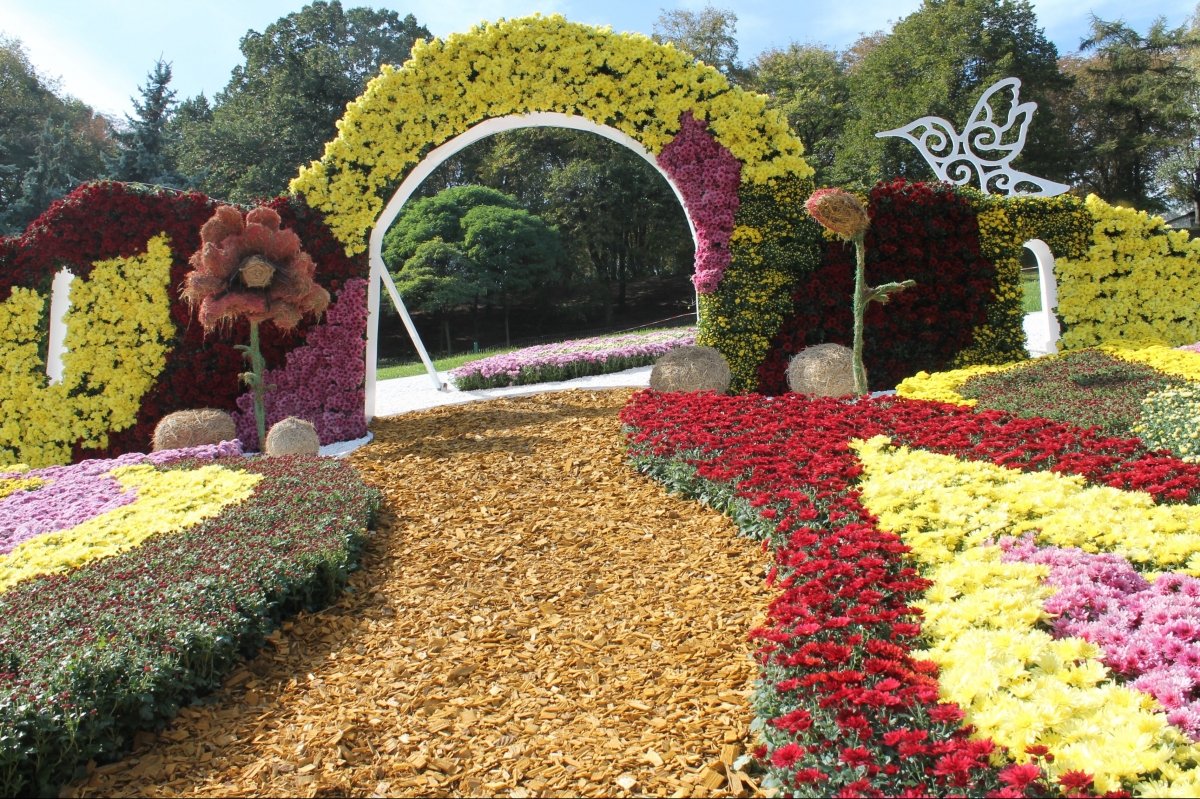 Виставка хризантем на Співочому полі