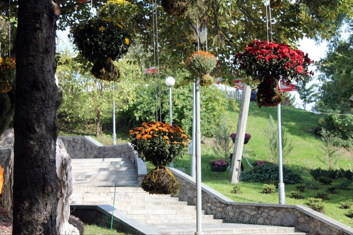 Виставка хризантем на Співочому полі