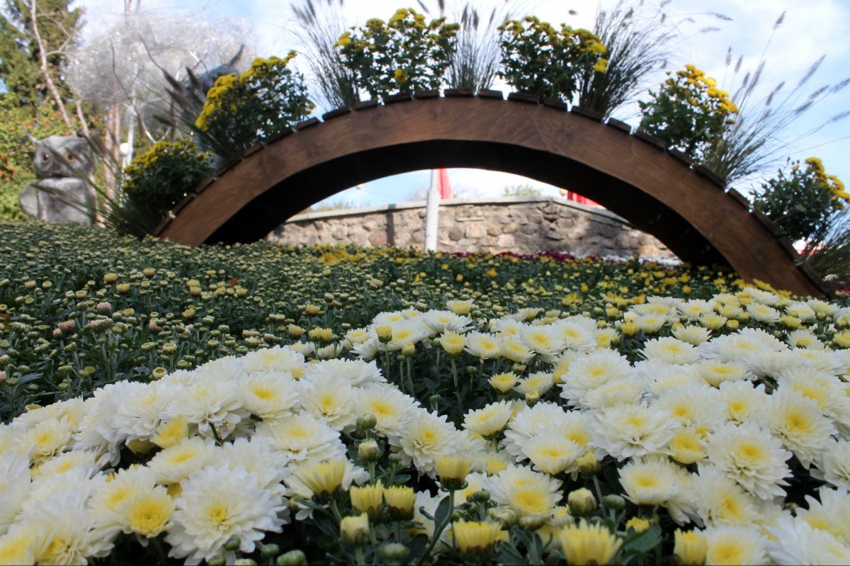 Виставка хризантем на Співочому полі