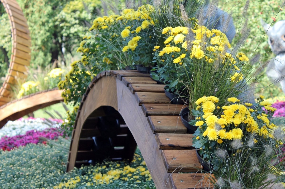 Виставка хризантем на Співочому полі