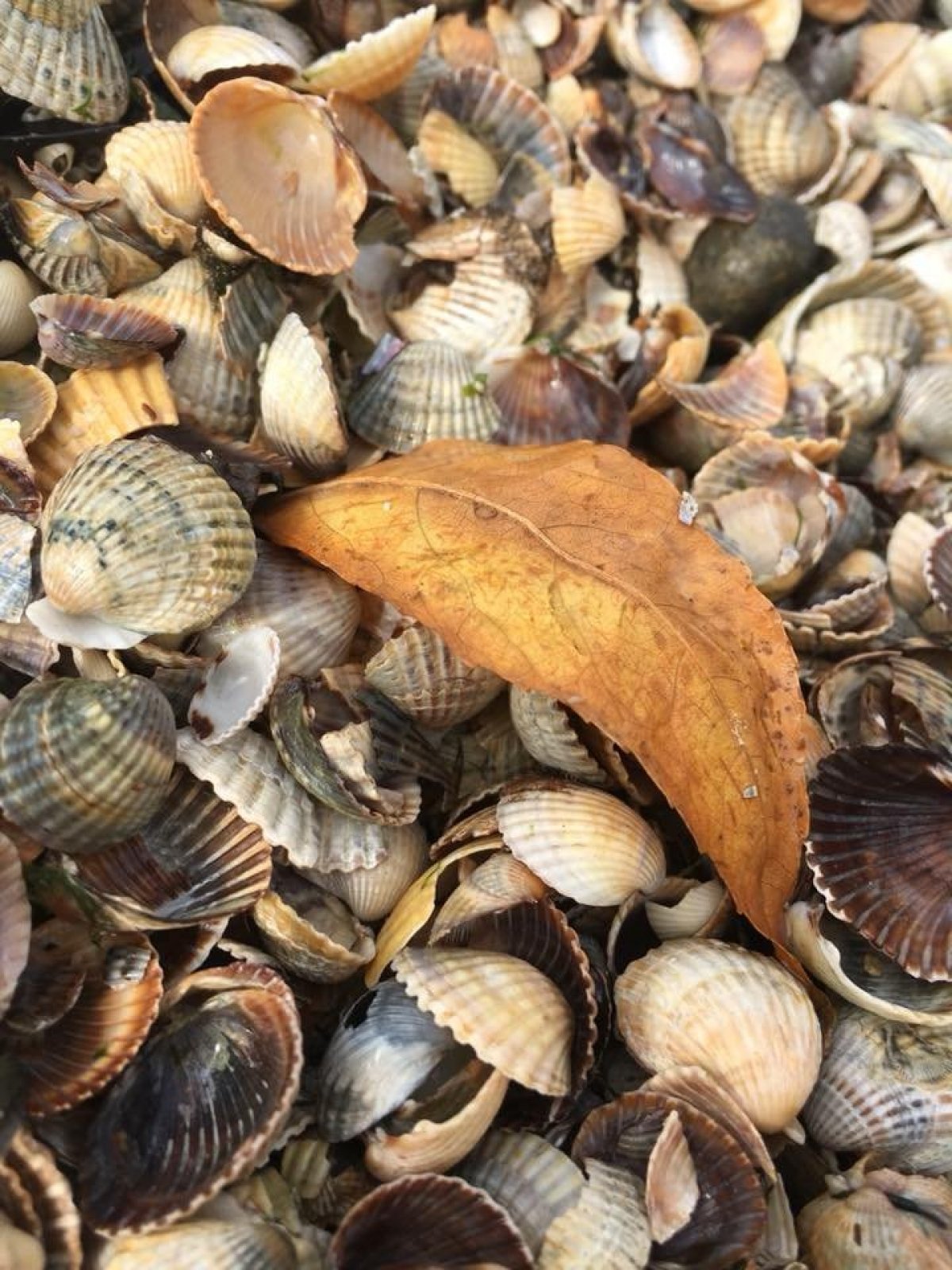 Бердянськ восени, море