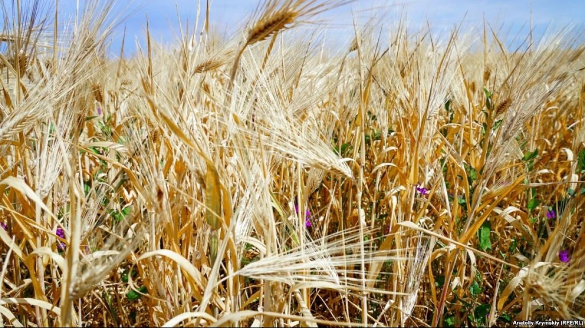 крим, засуха, рослини