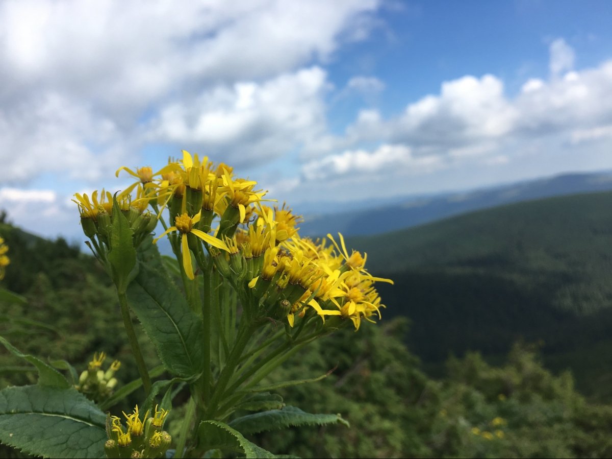 Карпати