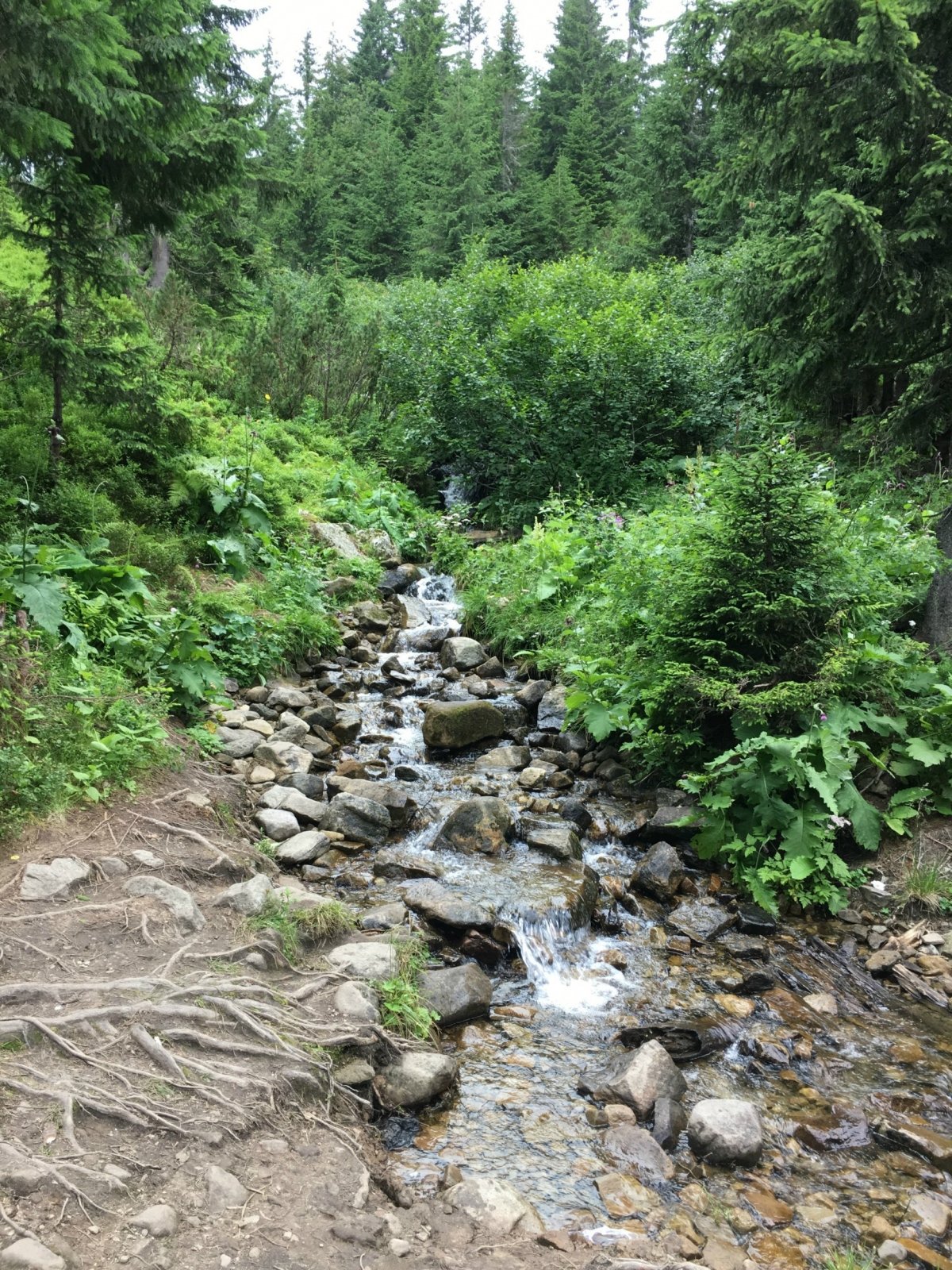 Карпати