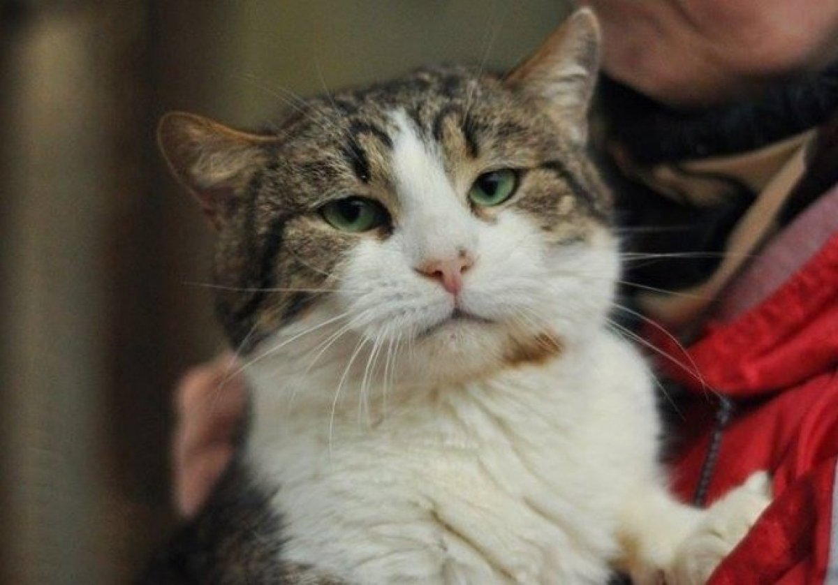 Бездомні тварини у притулку