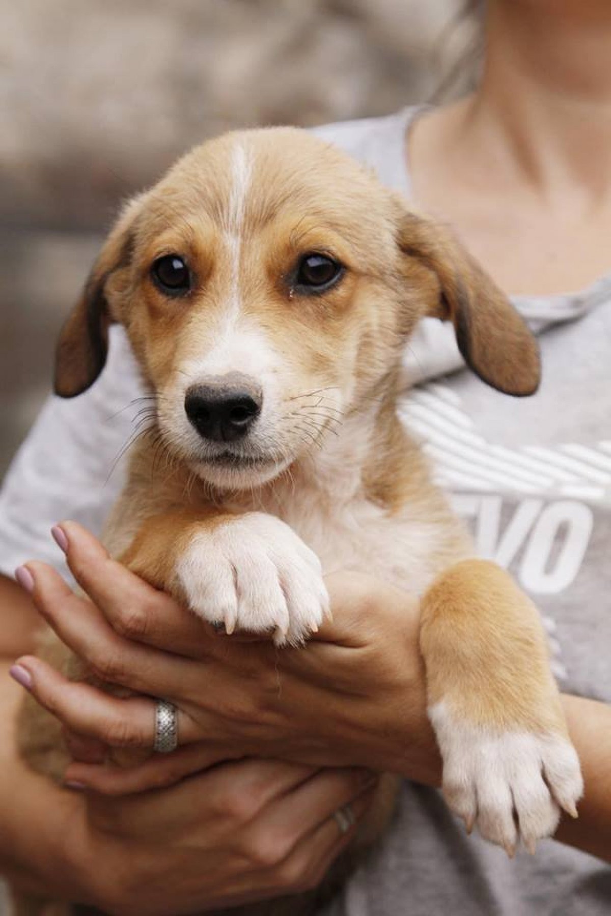 Бездомні тварини у притулку