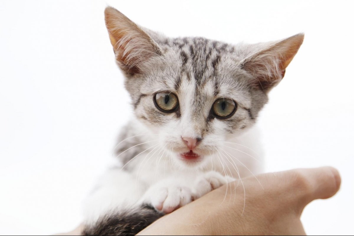 Бездомні тварини у притулку