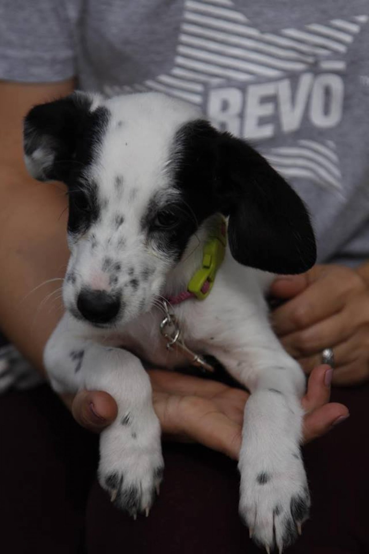 Бездомні тварини у притулку
