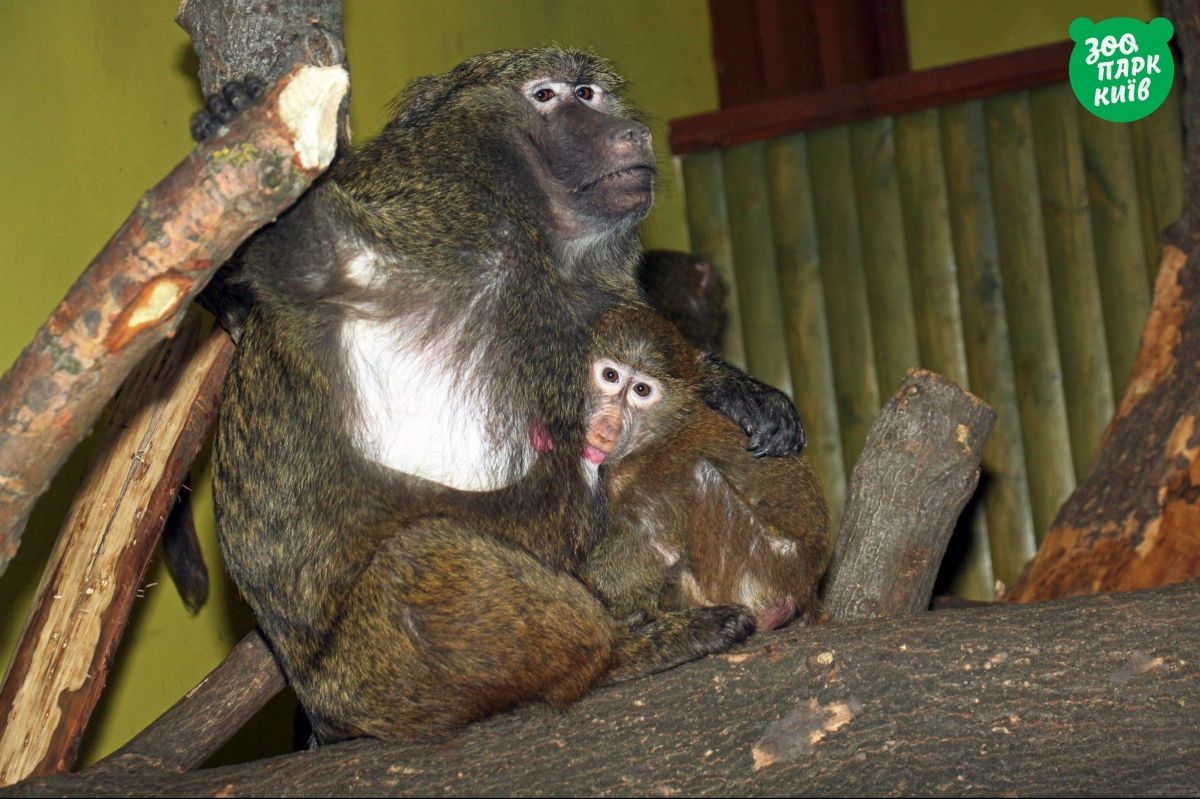 Тваринки у київському зоопарку
