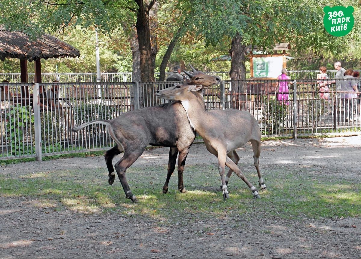 Тваринки у київському зоопарку