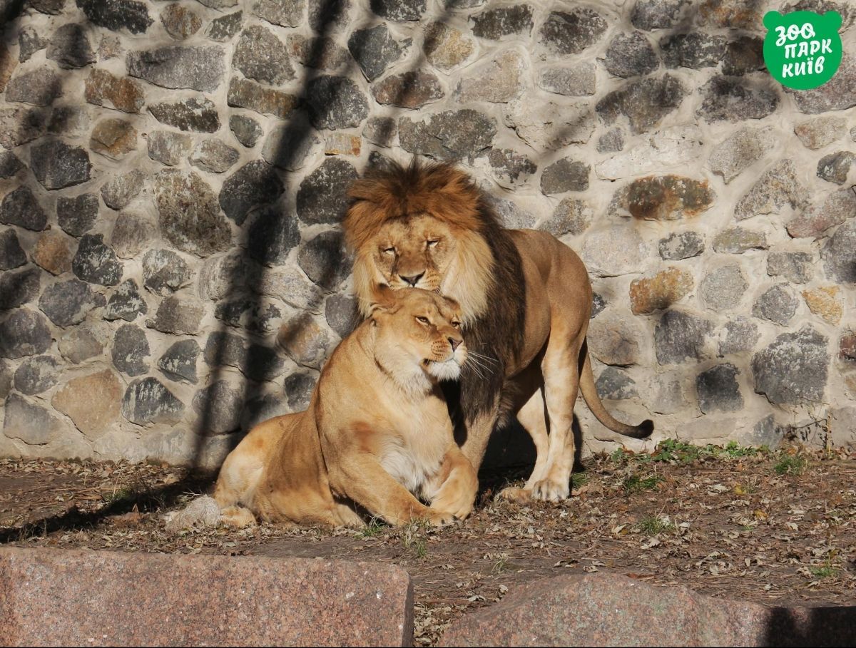 Тваринки у київському зоопарку