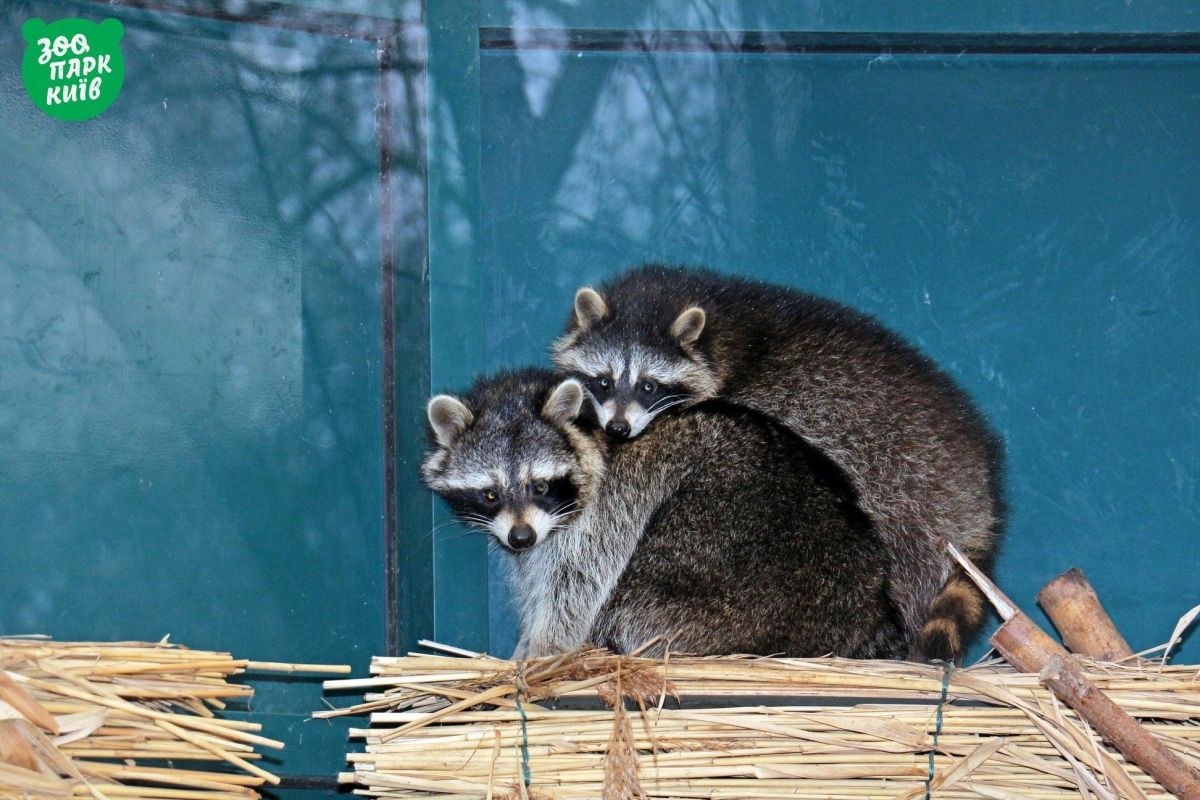 Тваринки у київському зоопарку