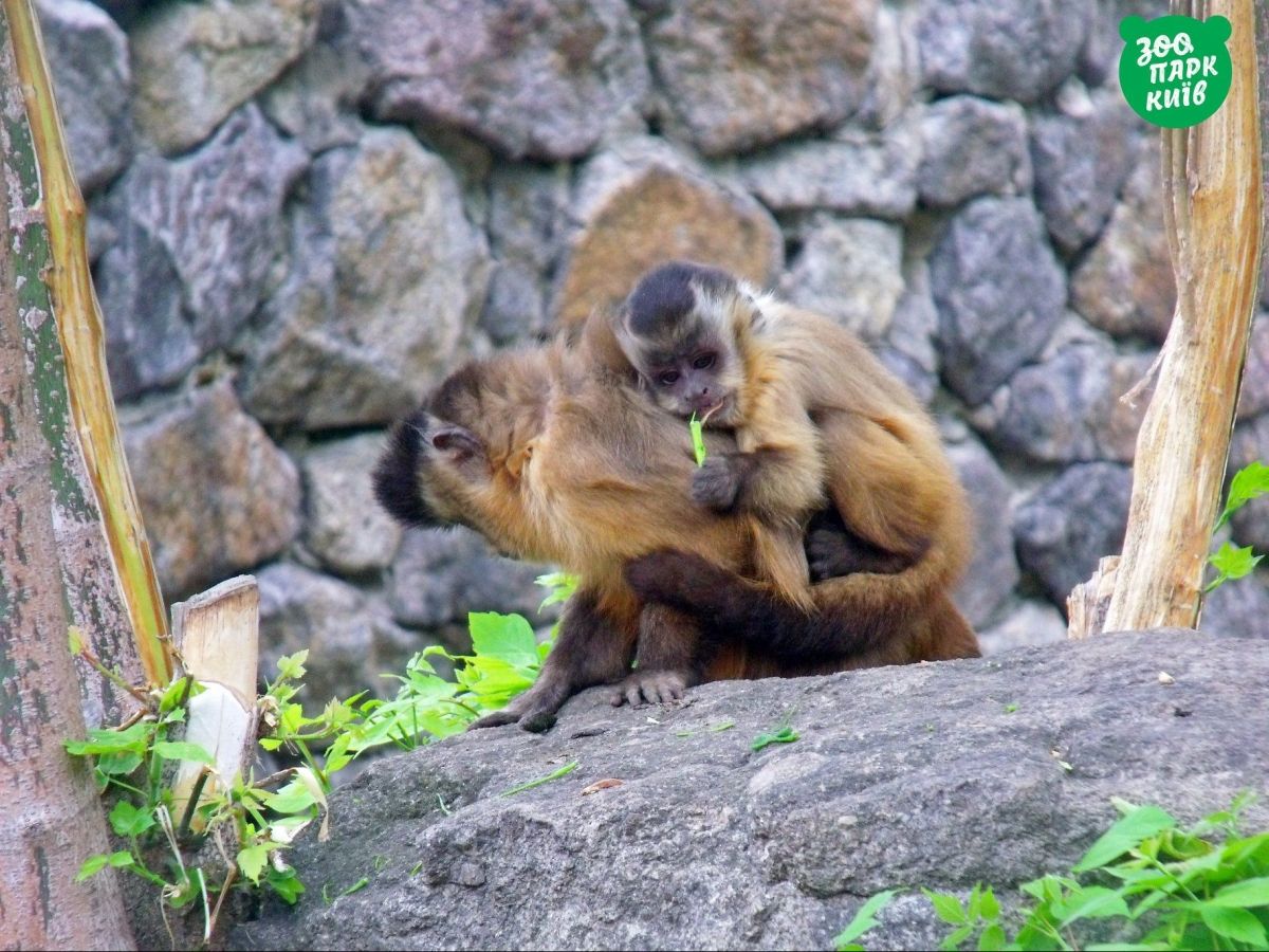 Тваринки у київському зоопарку