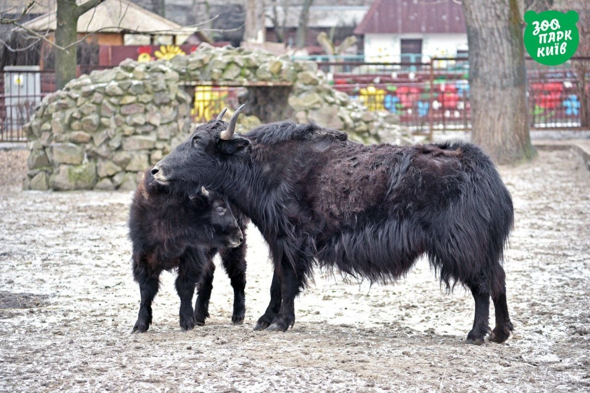 Тваринки у київському зоопарку