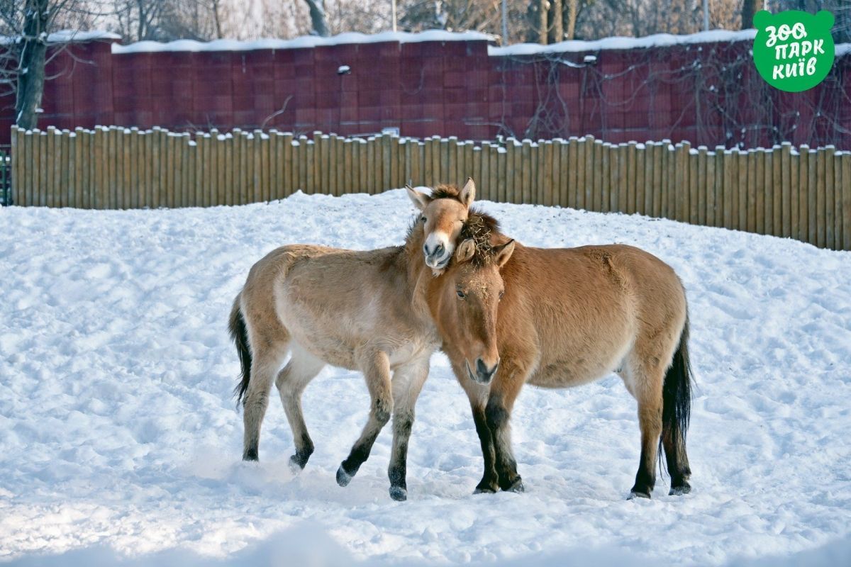 Тваринки у київському зоопарку