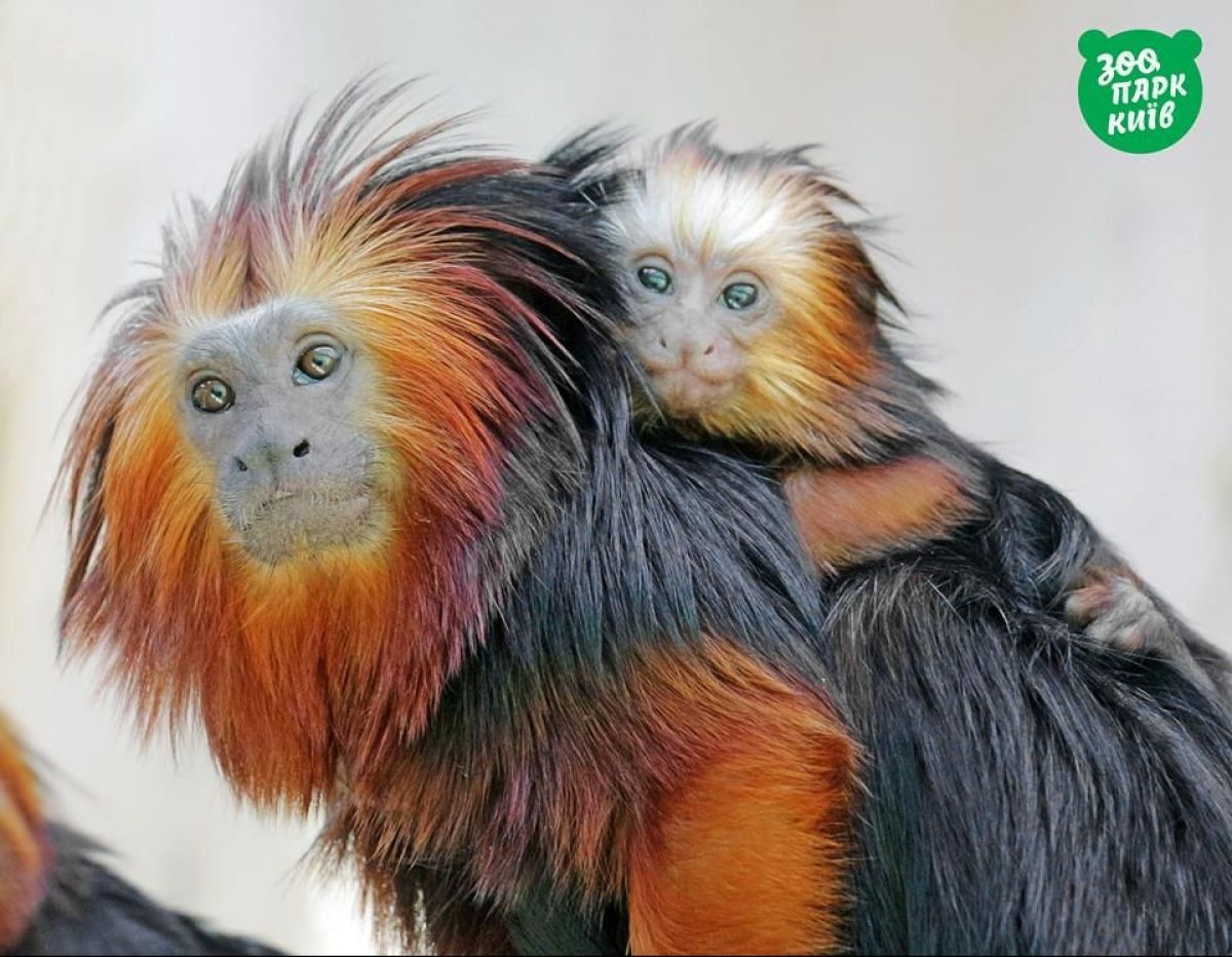Тваринки у київському зоопарку