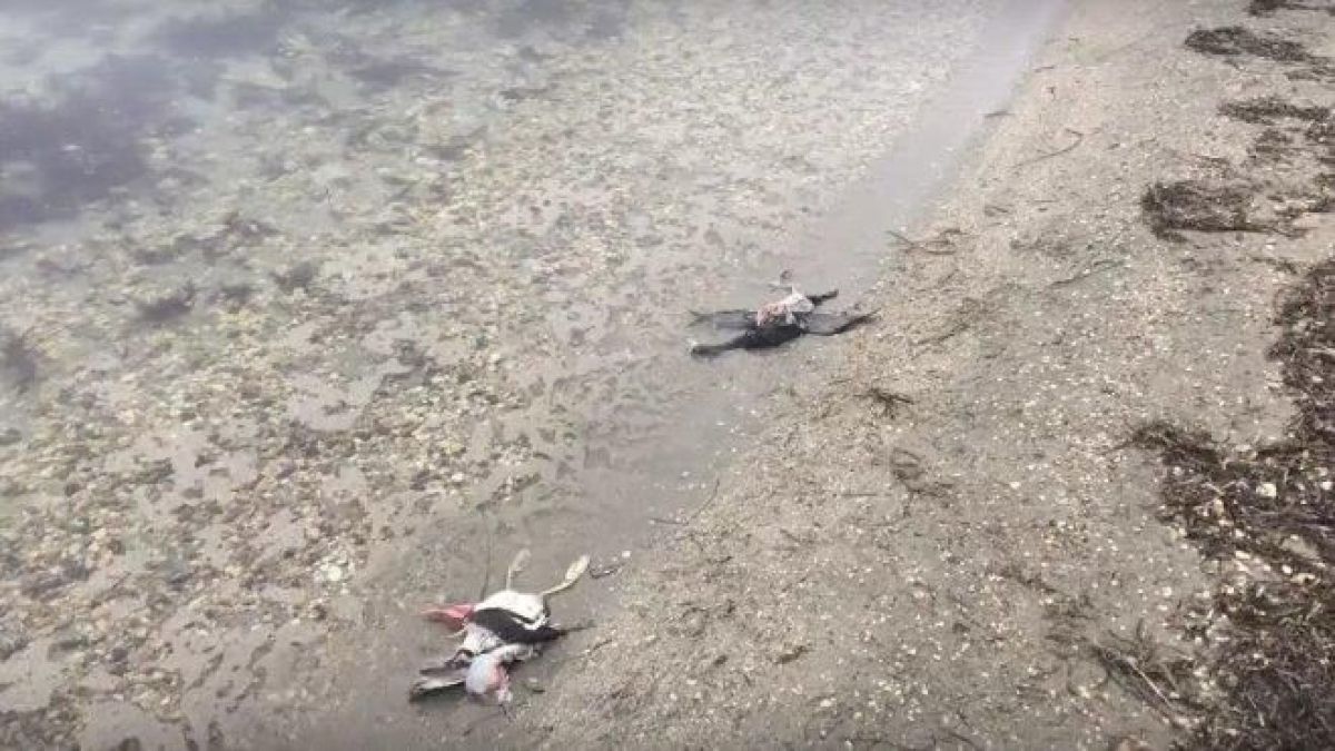 Мертві птахи_Крим