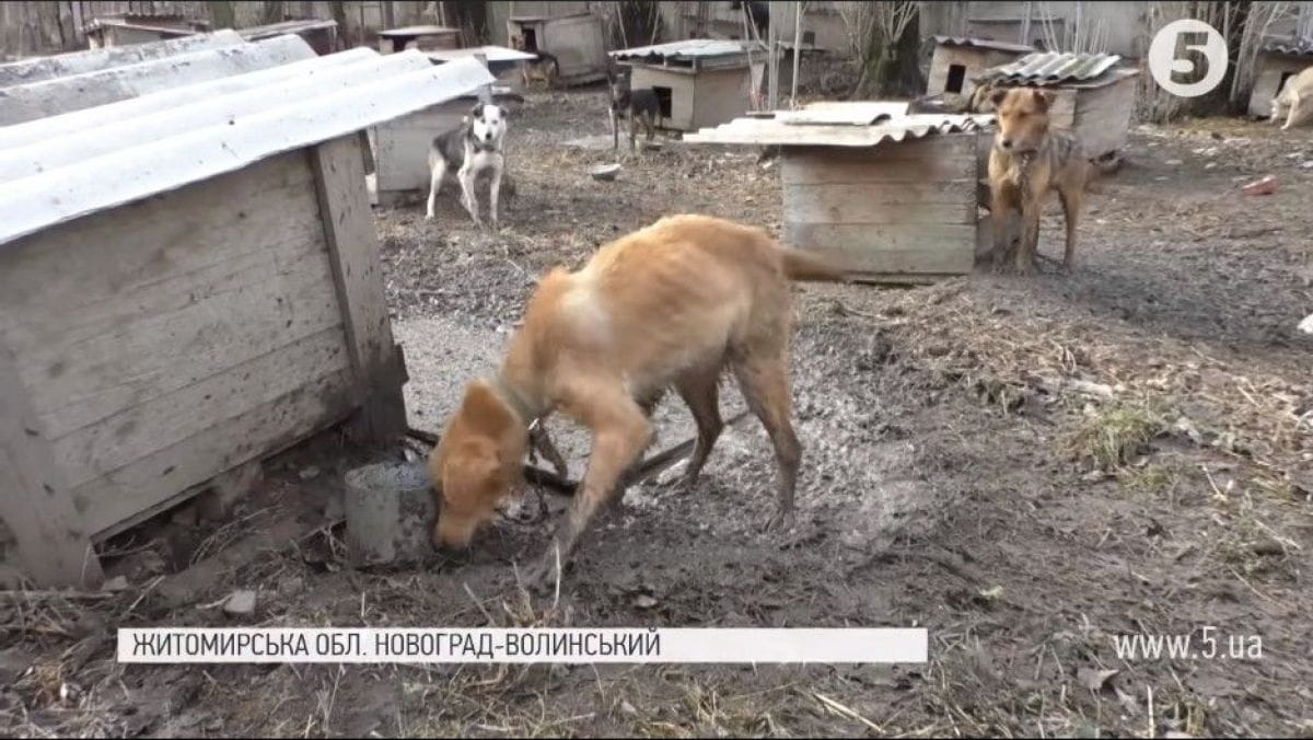 Притулок для собак "Оберіг"