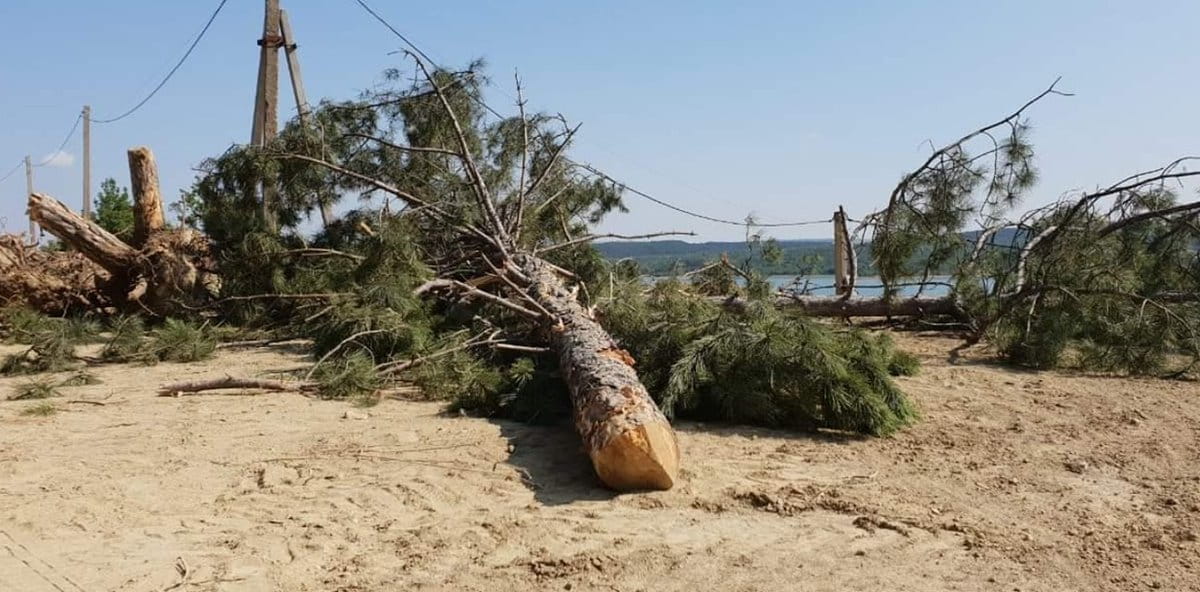 вирубка сосен в Криму