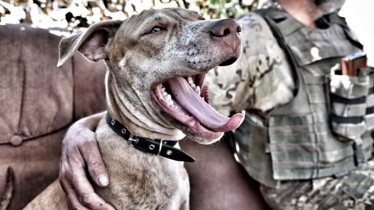 Тварини на передовій