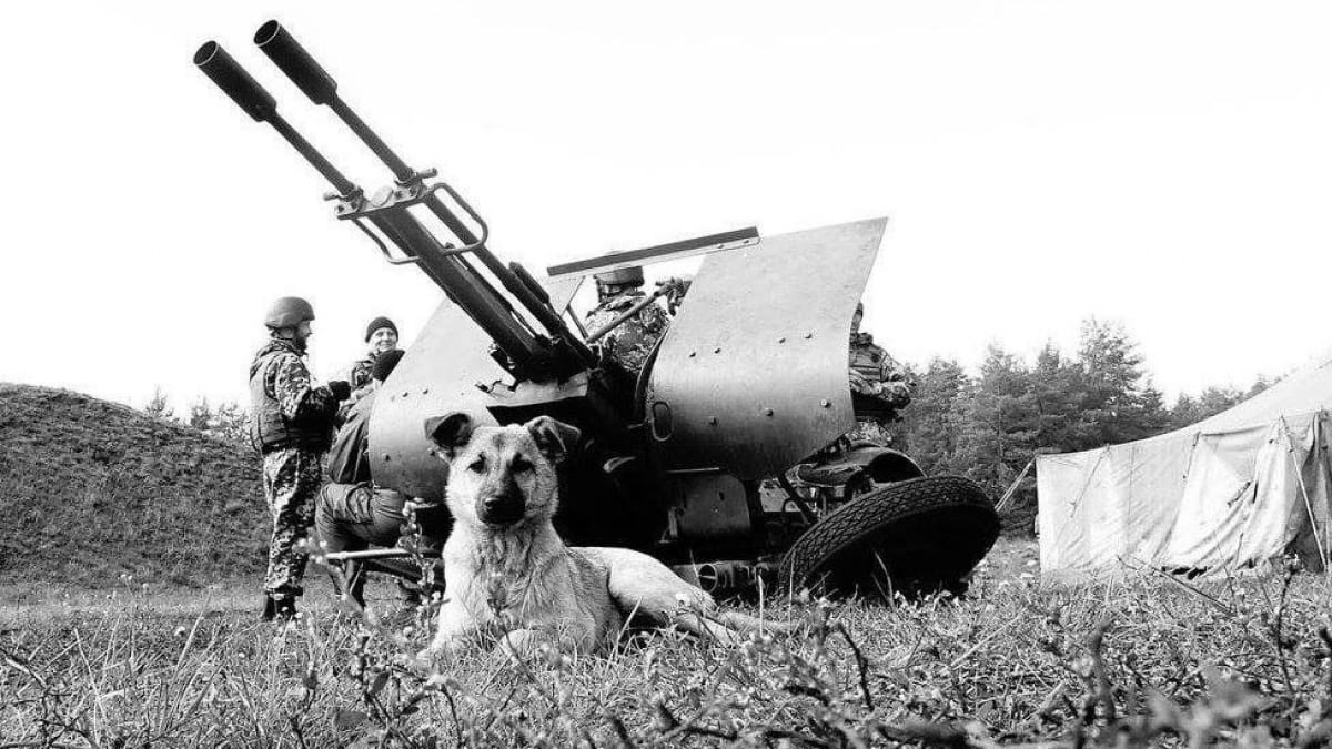 Тварини на передовій