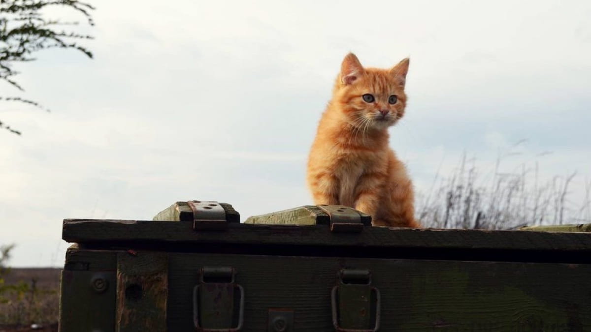 Тварини на передовій