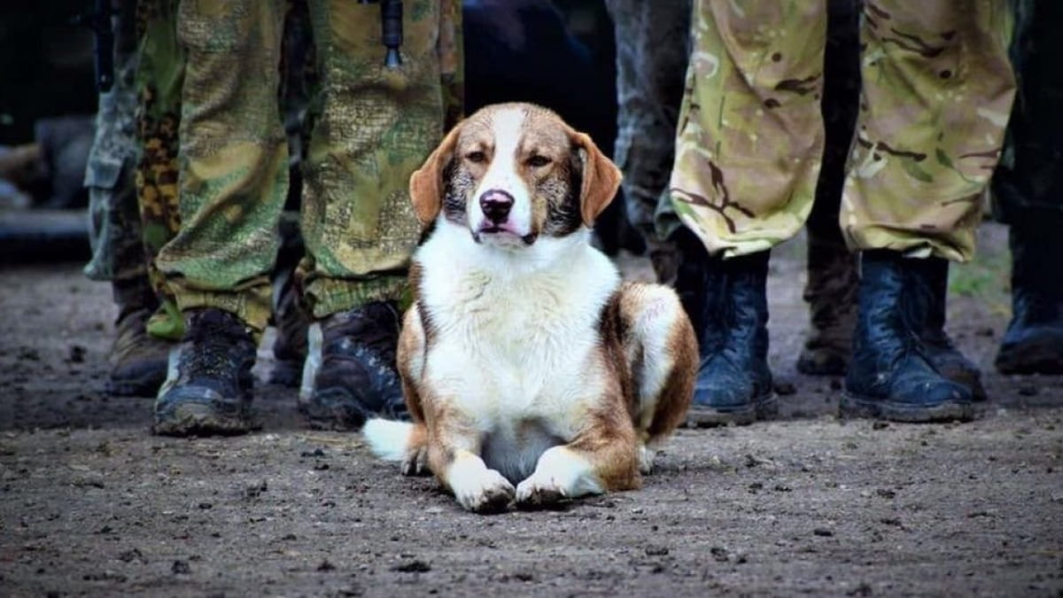 Тварини на передовій