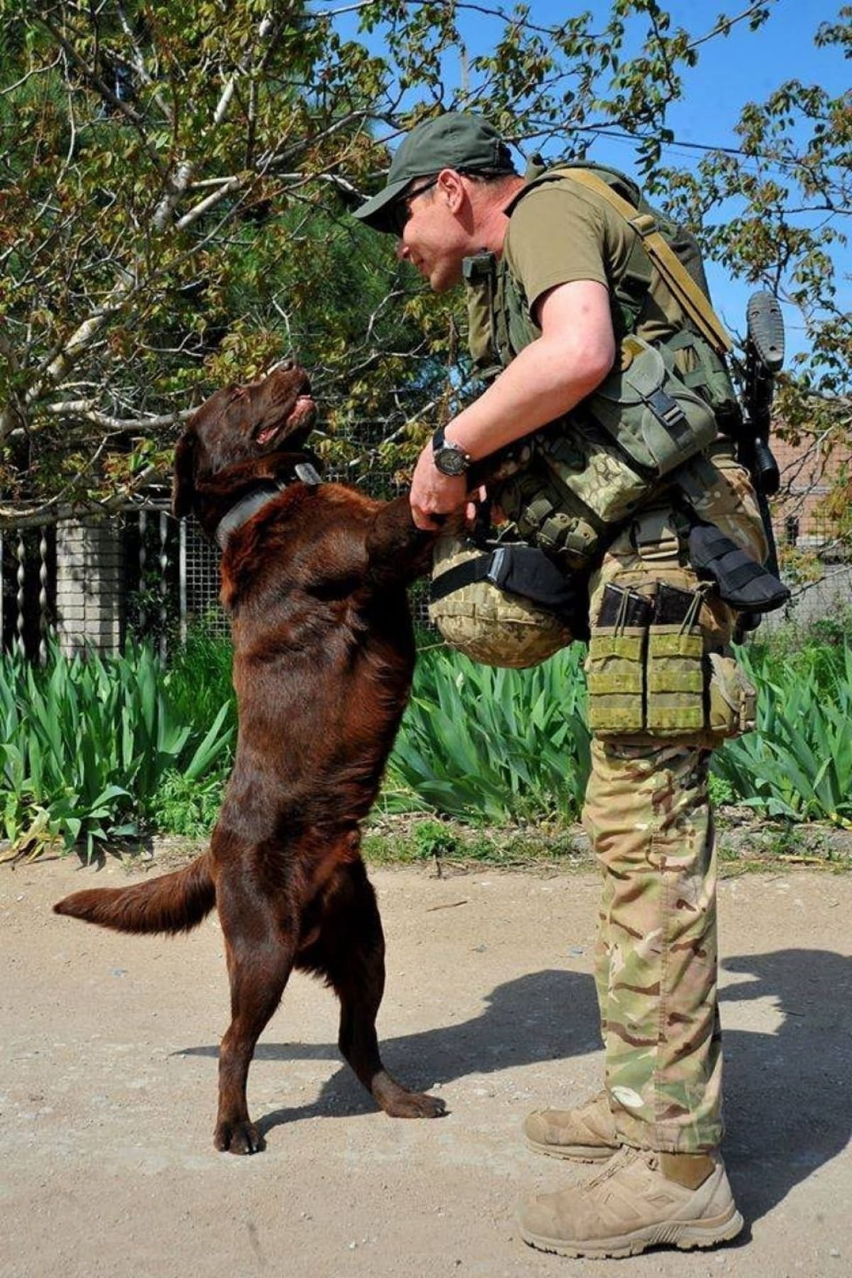 Тварини на передовій