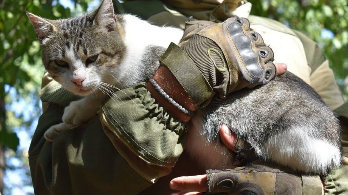 Тварини на передовій