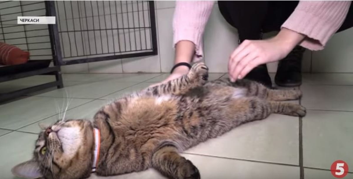Обнимать котов можно в ветклинике в Черкассах