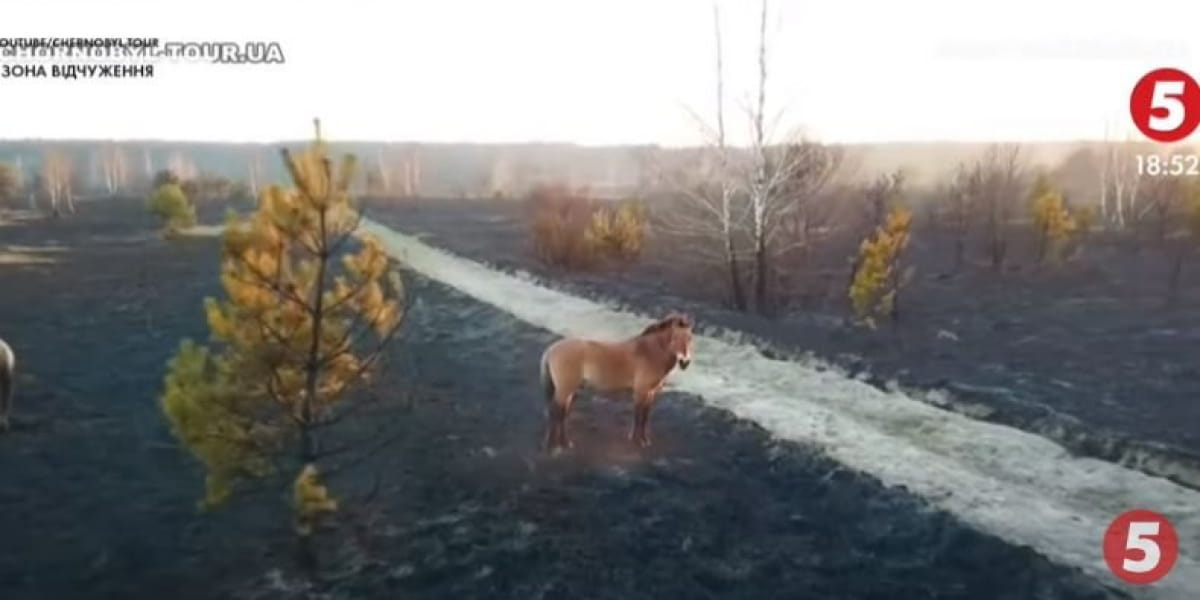 Кінь Пржевальського