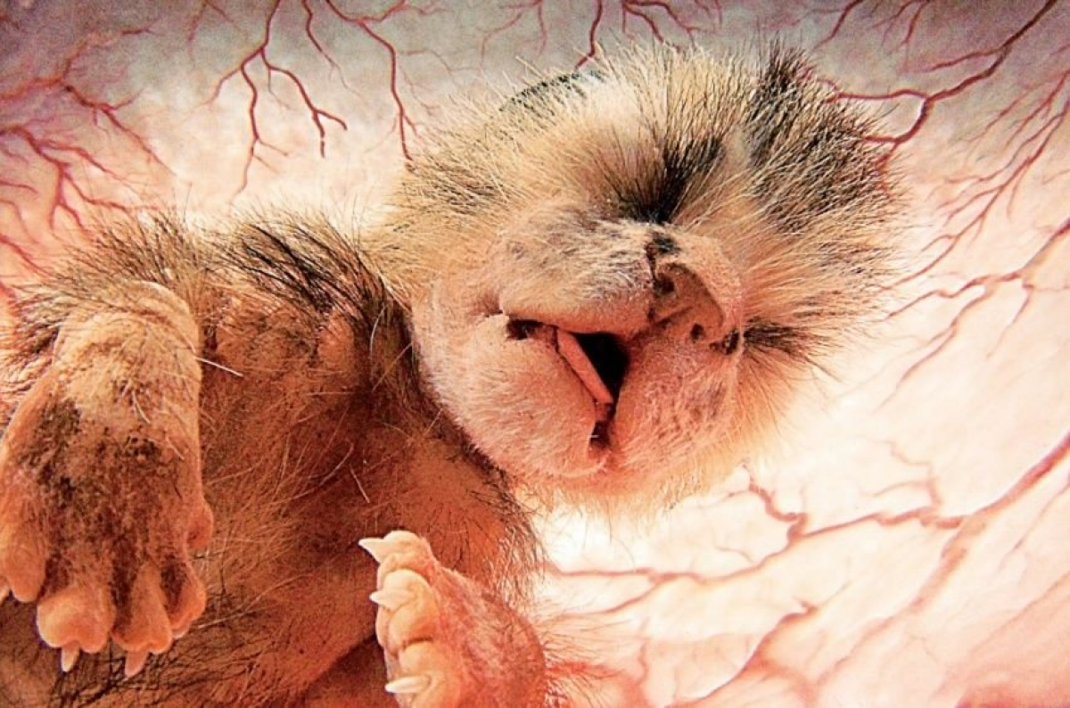 Кошеня