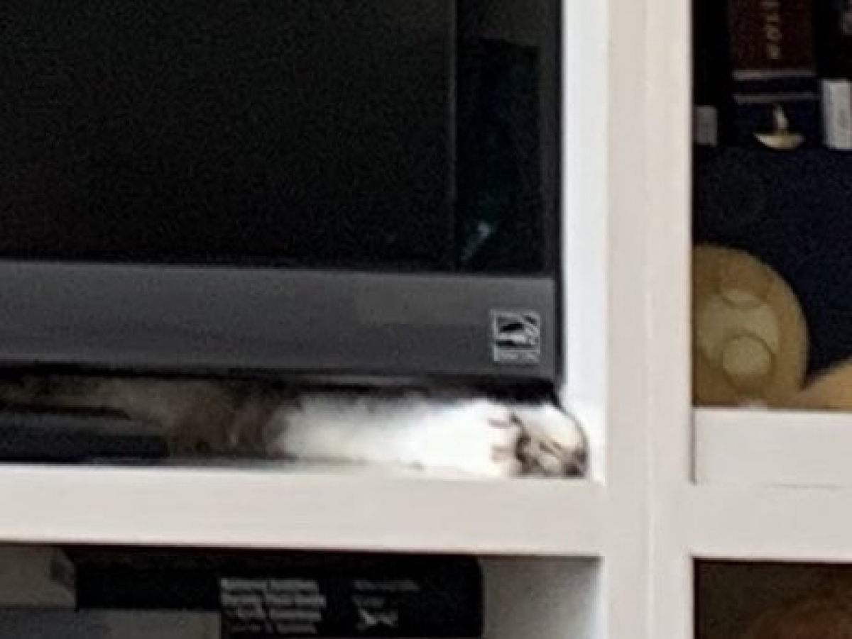 Знайдіть кота