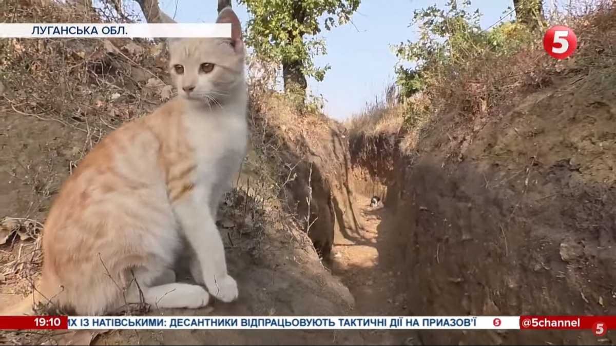 Котик на війні