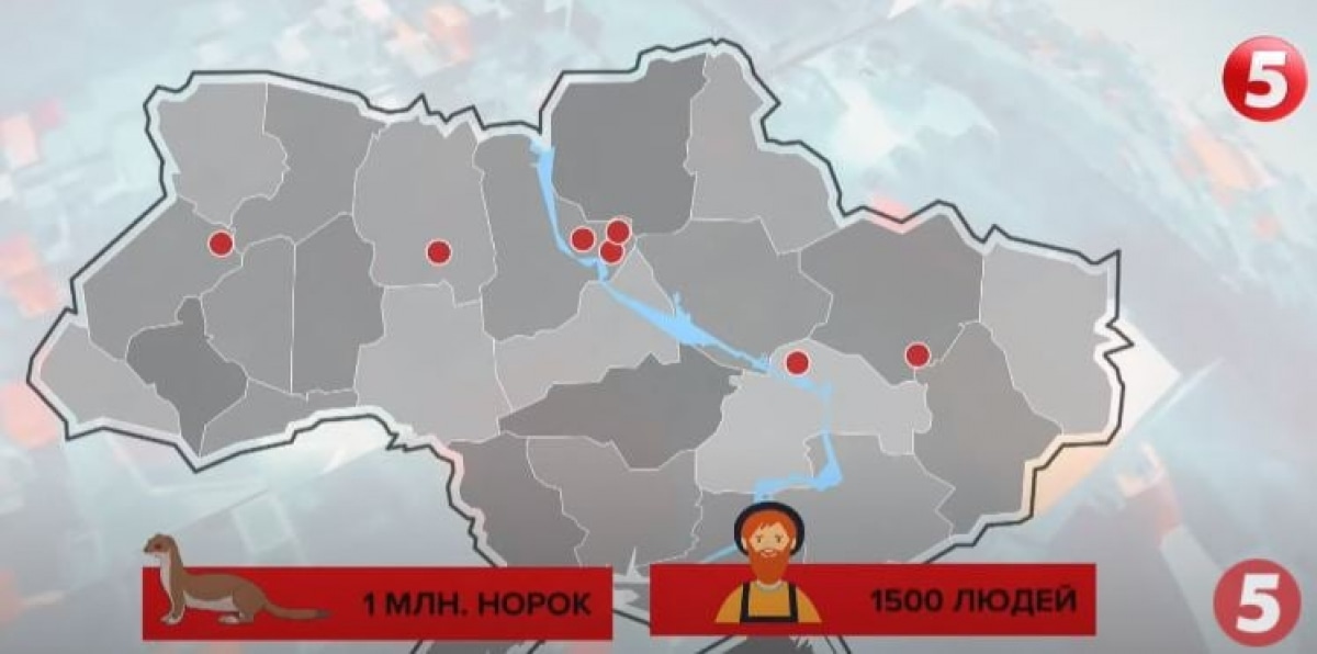 Ферми з норками в Україні