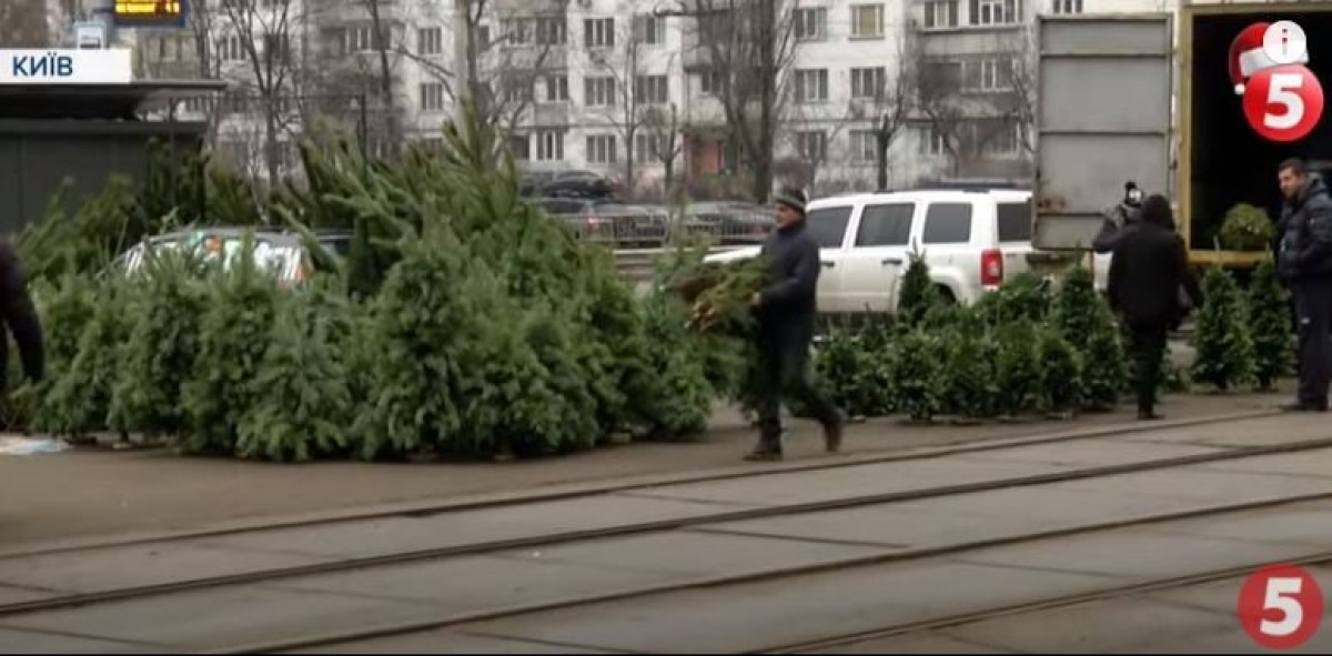 Нелегальний продаж ялинок