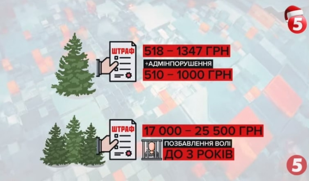 Штрафи за незаконну вирубку ялинок