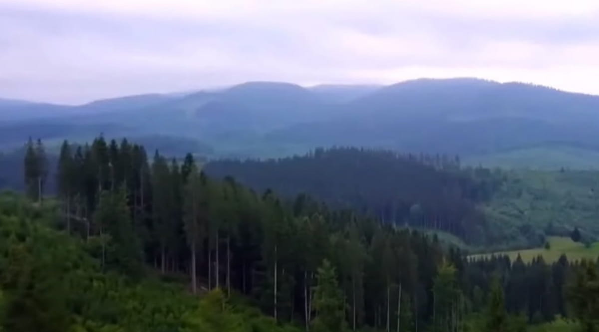 Карпатские леса