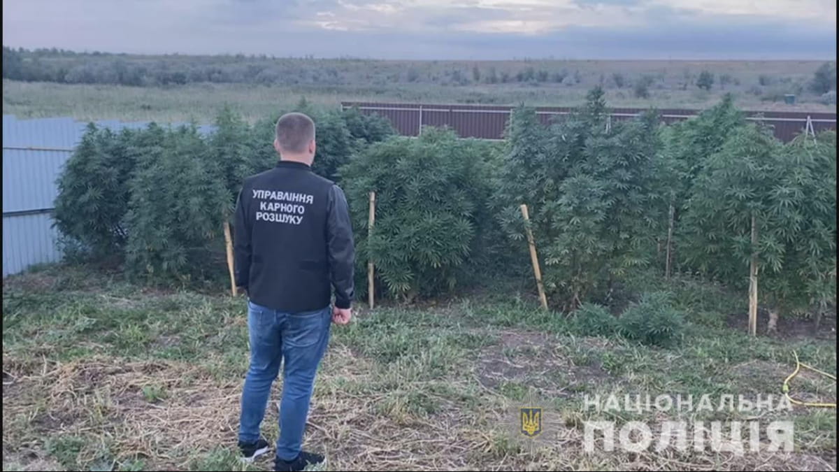 Плантація